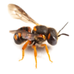 ﻿A new small carder bee species from t ...
