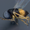 ﻿Ooencyrtus mirus (Hymenoptera, Encyrtidae), d ...