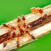 Ant-plants as oases: Colonies of Cladomyrma ...