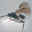 New host record of Doggerella chasanica ...