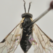 A new species of Pristiphora Latreille ...