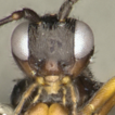 Two new Neotropical genera of Miracinae ...