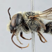 Annotated checklist of the megachilid ...