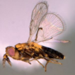A new species of Uscanoidea Girault (Hymenoptera, ...