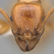 Review of the ant genus Manica (Hymenoptera, ...