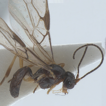 A new European species of Mesocrina (Hymenoptera, ...