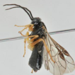 A new species of Platycampus (Hymenoptera, ...