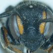 First record of the bee genus Bathanthidium ...