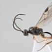 The genus Orionis Shaw (Hymenoptera, ...