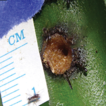 Azteca ants repair damage to their Cecropia ...