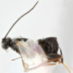 First record in Africa of the parasitoid ...
