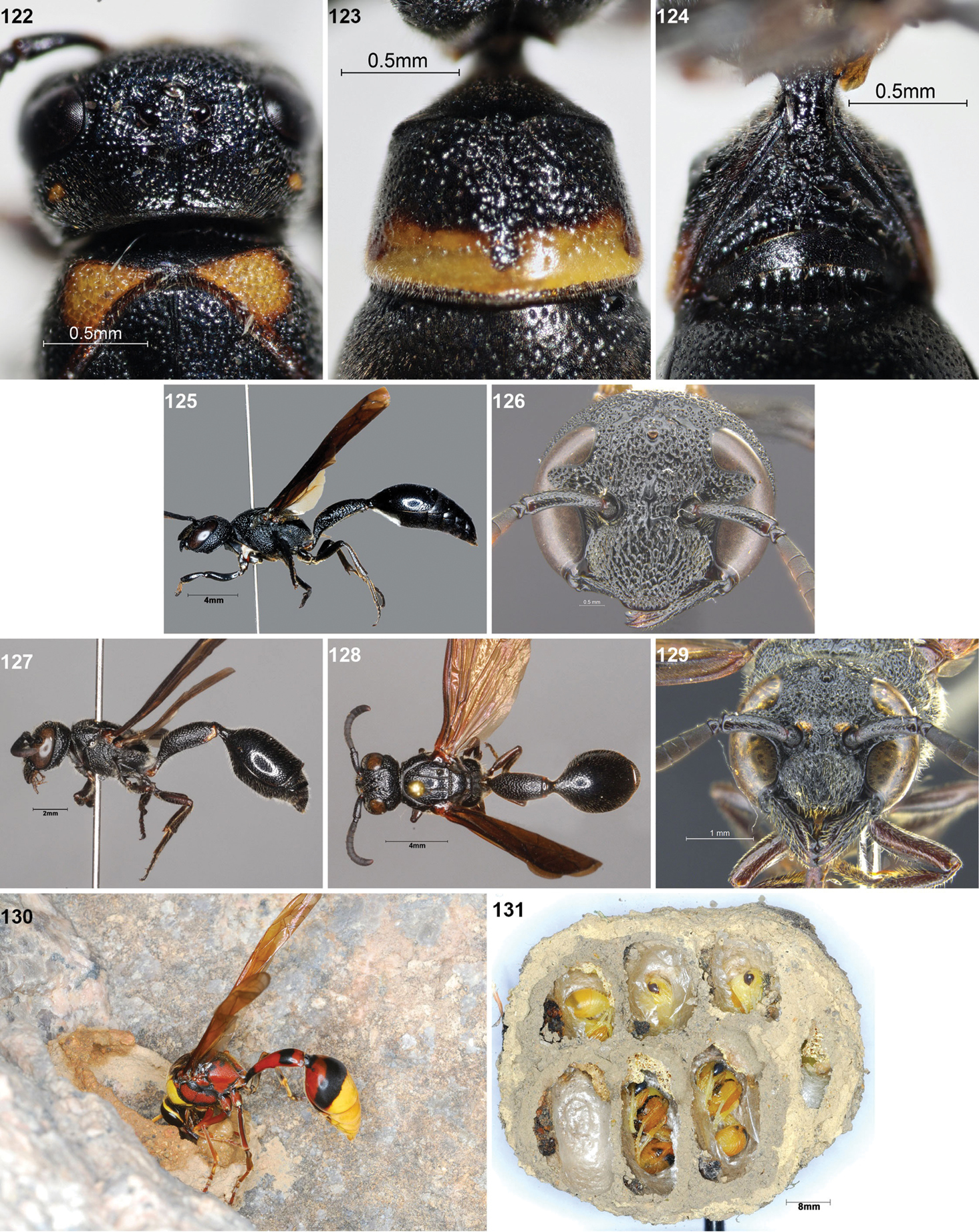 The Eumeninae (Hymenoptera, Vespidae) of Hong Kong (China), with 