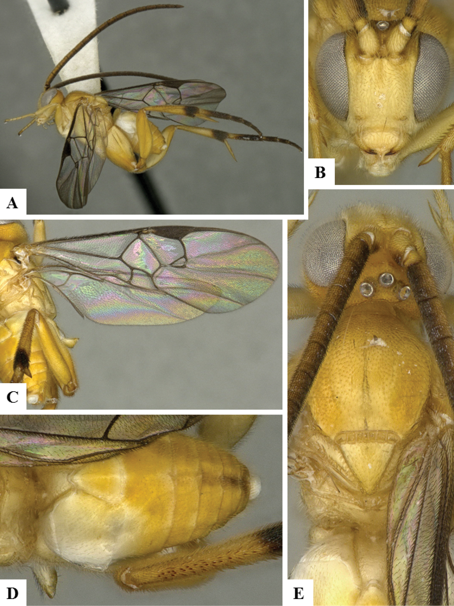 Seventeen New Genera Of Microgastrine Parasitoid Wasps Hymenoptera