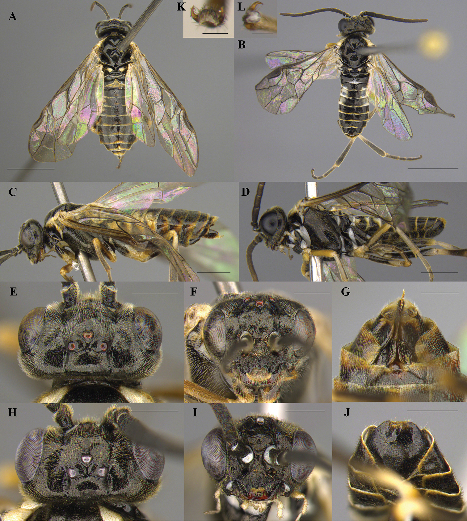 Taxonomic Review Of The Genus Empria Lepeletier Serville Hymenoptera Tenthredinidae In South Korea Morphological And Molecular Identification Of Two New Species