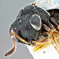 Key to Nearctic species of Trissolcus Ashmead (Hymenoptera 